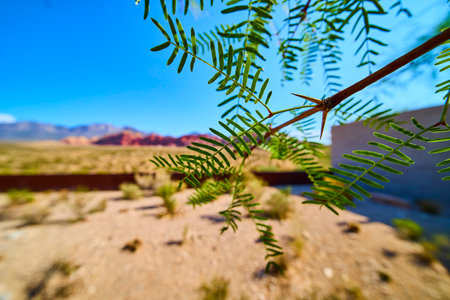 Desert Plant Branch with Green Leaves and Thorns in Focus Red Rock Mountains Blurred