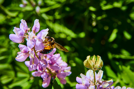 Bee Pollinating Purple Wildflower Macro with Lush Green Meadow Background