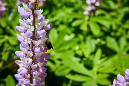 Purple Wildflower With Bee Pollinating in Sunlit Meadow Macro Nature Close Up