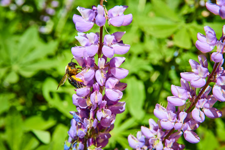 Bee Pollinating Purple Wildflower in Sunlit Meadow Close Up Nature Detailの写真素材