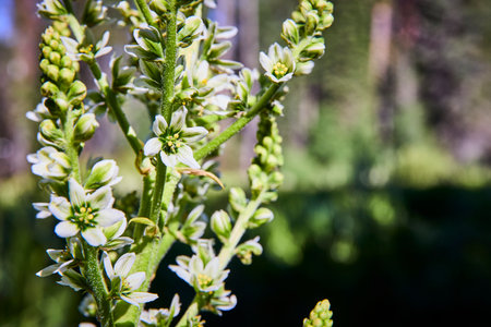 Close Up Wildflower Blossom with Green Buds in Sunlit Forest Setting