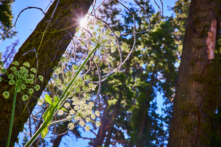 Sunburst Through Forest Trees and Wildflower in Lush Summer Woodland