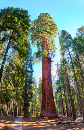 McKinley Tree Giant Sequoia Congress Trail Forest Panorama Sequoia National Park