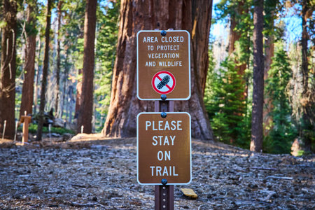Trail of 100 Giants Sign Sequoia Trees and Forest Floor in Sequoia National Forestの写真素材