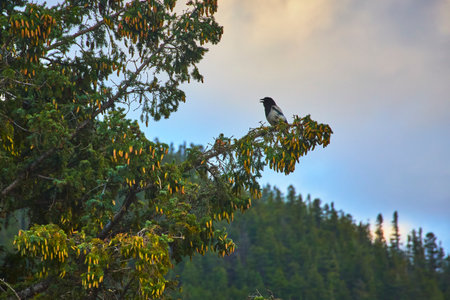 Bird Perched on Evergreen Branch with Pine Cones in Forest at Dusk