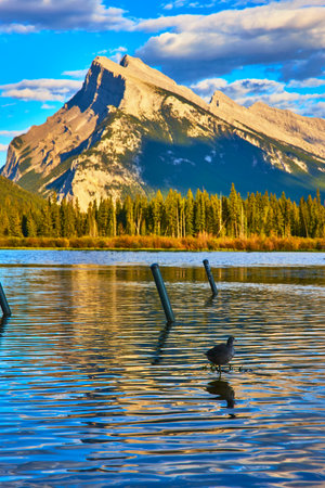 Mountain Reflection and Bird on Water in Tranquil Lake with Forestの写真素材