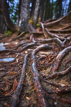 Tree Roots and Forest Floor Texture in Lush Temperate Woodlandの写真素材