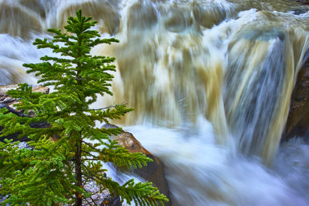 Evergreen Tree and Rushing Waterfall Close Up in Vibrant Natural Settingの写真素材