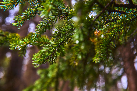 Close Up Evergreen Pine Needles with Water Droplets in Lush Forest Nature