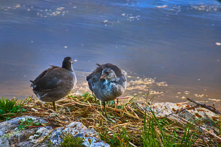 American Coots by Lake Shore with Water and Natural Vegetationの写真素材