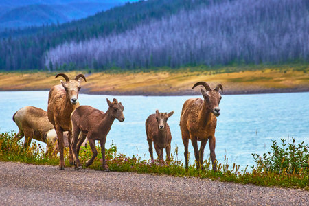 Rocky Mountain Bighorn Sheep Family by Medicine Lake with Water and Forestの写真素材