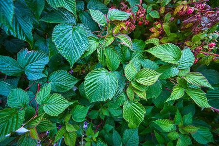 Lush Green Foliage With Textured Leaves And Budding Flowers Close Up Nature Background