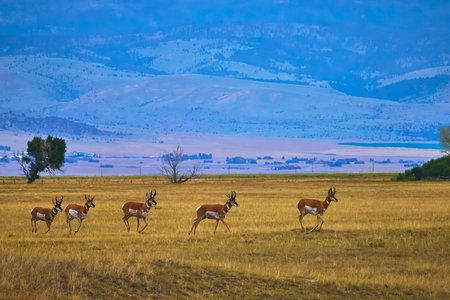 Pronghorn Herd on Wyoming Grassland with Mountain Landscape and Open Plainsの写真素材