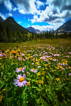 Wildflower Meadow with Mountain Peaks and Lush Forest Under Dramatic Summer Skyの写真素材