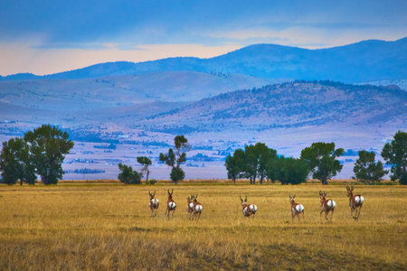 Pronghorn Herd Grazing on Wyoming Prairie with Distant Blue Mountain Landscapeの写真素材