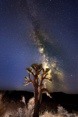 Milky Way Night Sky With Joshua Tree And Desert Landscape In Nevadaの写真素材