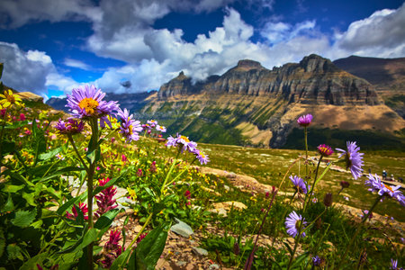 Wildflowers and Mountain Landscape Under Dramatic Sky in Alpine Meadowの写真素材