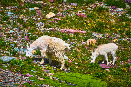 Mountain Goat Grazing with Baby on Rocky Alpine Slope in Summer Sunlightの写真素材