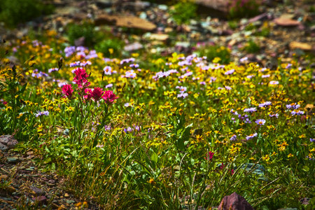 Wildflowers in Bloom with Indian Paintbrush and Summer Meadow on Hidden Lake Trailの写真素材