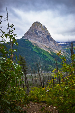 Mountain Peak Wilderness Trail and Dense Forest in Overcast Light