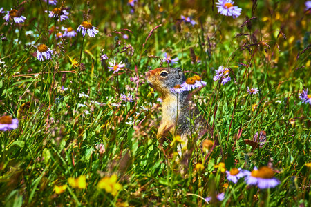 Squirrel in Wildflower Meadow Among Summer Blooms and Tall Grassの写真素材