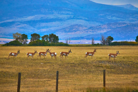 Pronghorn Herd Crossing Wyoming Grassland with Scenic Mountain Backdropの写真素材