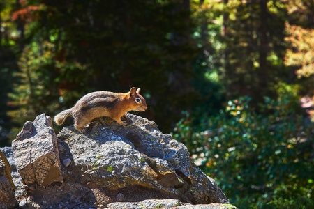 Squirrel on Sunlit Rock in Lush Forest Jenny Lake Trail Wildlife Nature Scene