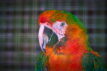 Colorful Parrot Close Up in Animal Sanctuary with Vibrant Plumageの写真素材