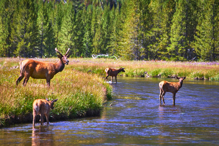 Rocky Mountain Elk Herd in River with Baby Calf and Lush Forest in Summer Lightの写真素材
