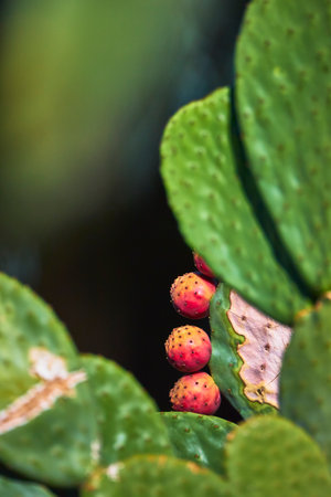 Prickly Pear Cactus Fruit and Green Pads Close Up in Sunlight