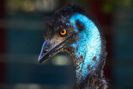 Emu Close Up at Animal Sanctuary in Las Vegas Nevada with Striking Blue Plumage