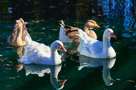 Group of Geese Swimming on Tranquil Pond in Afternoon Light with Reflectionsの写真素材