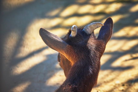 Goat Ears and Horns in Sunlight at Animal Sanctuary in Las Vegas Nevadaの写真素材