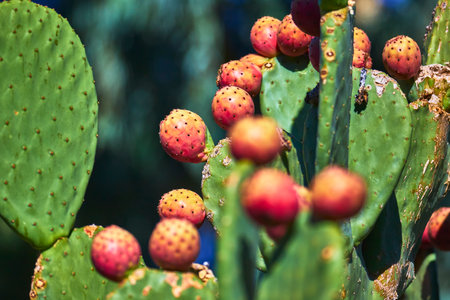 Prickly Pear Cactus with Ripe Fruit in Sunlight at Animal Sanctuary Nevada