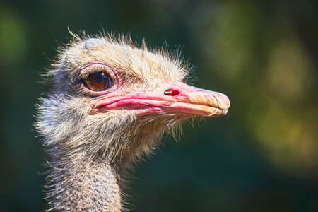 Ostrich Close Up Wildlife Animal Sanctuary Bird Nature Detail