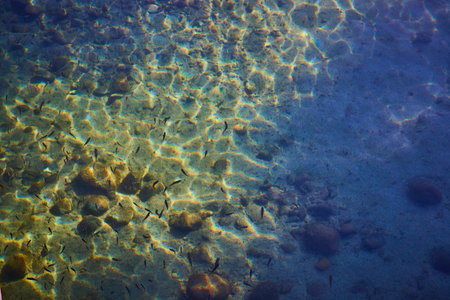 Clear Water Fish and Rocky Lakebed Under Sunlight in Natural Freshwater Setting