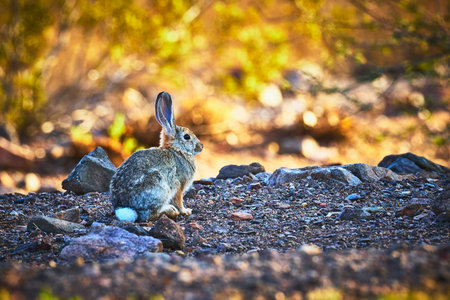 Jack Rabbit in Desert Landscape with Rocky Ground and Natural Vegetation