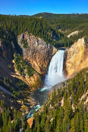 Lower Falls Waterfall and Canyon with Forest in Yellowstone National Parkの写真素材