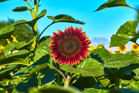 Red Sunflower Close Up Among Green Leaves in Orchard on Sunny Day