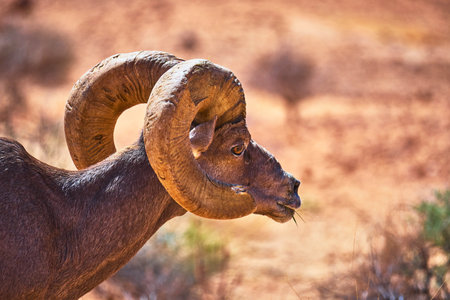 Bighorn Sheep Profile in Desert Landscape with Curled Horns and Warm Sunlightの写真素材
