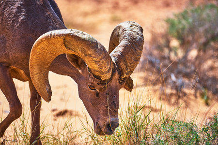 Bighorn Sheep Grazing Close Up in Sunlit Nevada Desert Landscapeの写真素材