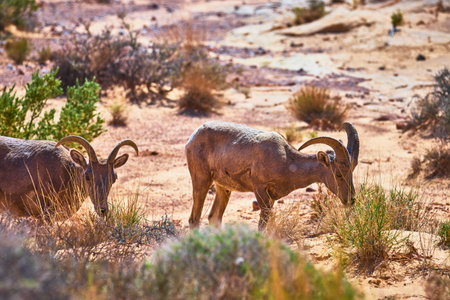 Bighorn Sheep Grazing in Desert Landscape with Sunlit Vegetation and Sandy Terrain