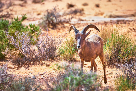 Bighorn Sheep in Sunlit Desert Landscape with Dry Bushes and Sandy Terrainの写真素材