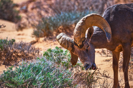 Bighorn Sheep Grazing Among Desert Shrubs in Sunlit Nevada Wildernessの写真素材