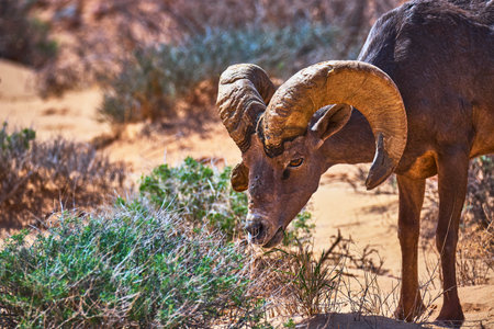 Bighorn Sheep Grazing in Desert Landscape with Sunlit Vegetation and Sandy Terrainの写真素材