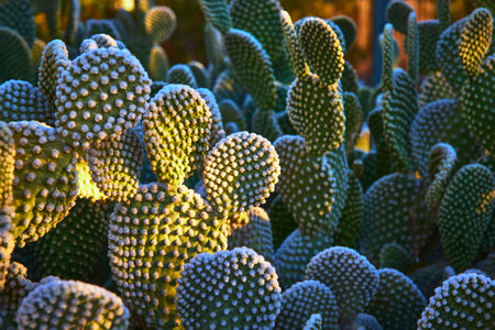 Close Up Prickly Pear Cactus Pads Sunlit Texture and Desert Vegetation