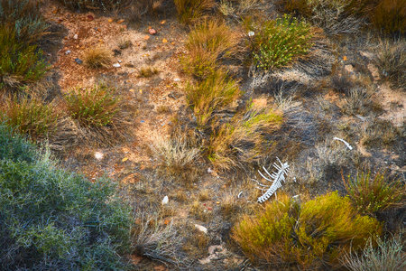 Desert Skeleton and Dry Brush in Sunlit Nevada Wildernessの写真素材