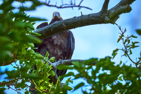 Vulture Perched in Tree Canopy with Dense Green Leaves Wildlife Refuge Scene
