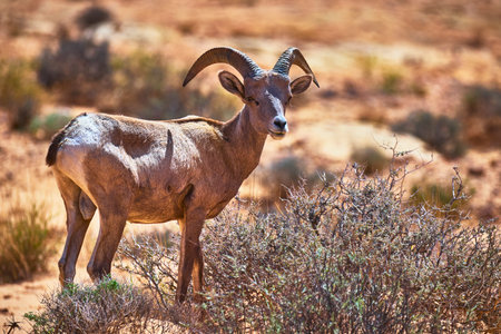 Bighorn Sheep in Sunlit Desert Landscape with Dry Bush and Sandy Terrainの写真素材