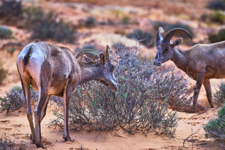 Bighorn Sheep Grazing Among Desert Shrubs in Natural Nevada Habitatの写真素材